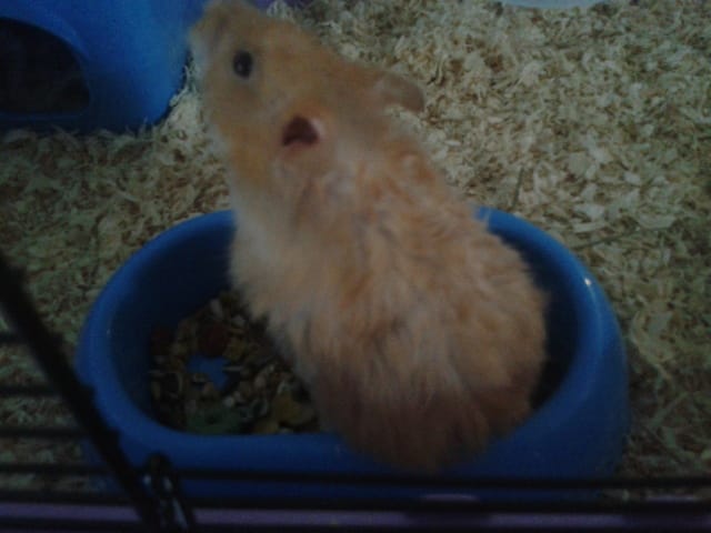 Problème avec mon Hamster