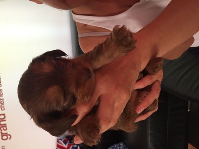 Chiot trouvé - estimation race ? Taille ?