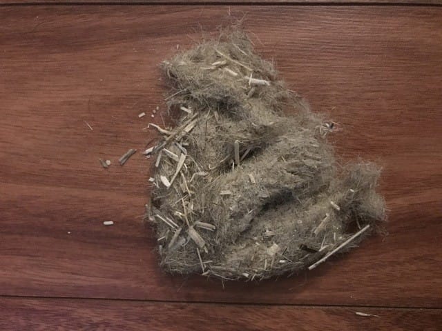 Boule de poils dans la cage de mes cochons d’Inde