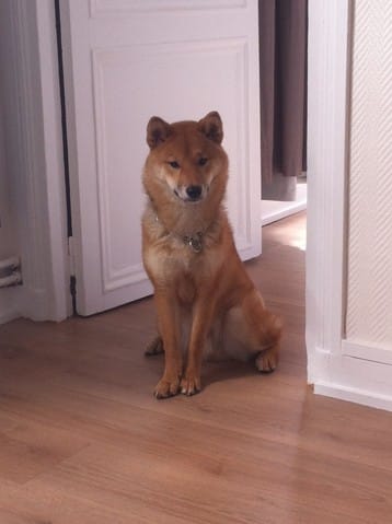 Donne à l'adoption Shiba Inu mâle