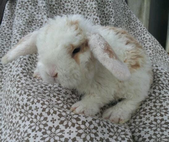 Mon futur pinou!