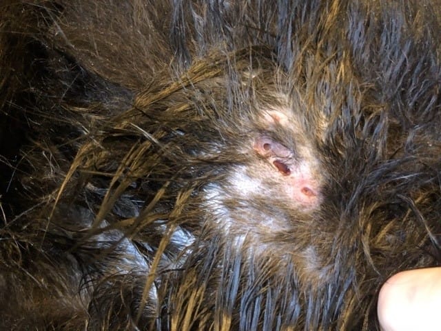 Mon chat a une blessure