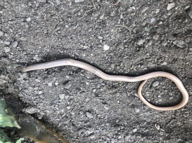 Besoin d’aide pour un orvet