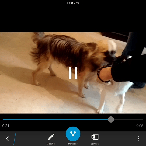 info pelage chihuahua poils longs