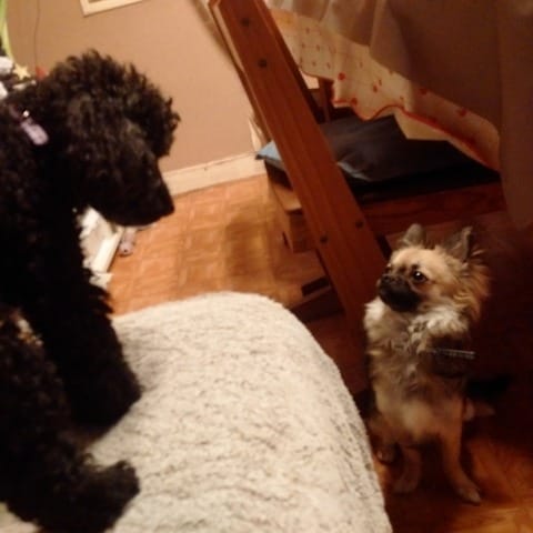 mes deux chiens ne s'entendent pas