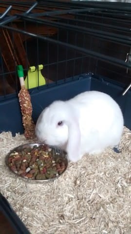Ma lapine renverse sa gamelle tout le temps