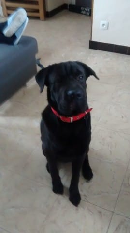 Mon chien est trop mignon !!!!!!