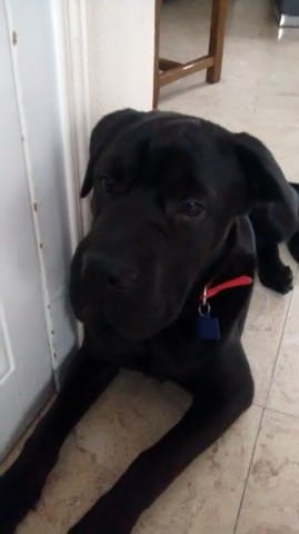 Mon chien est nerveux en voiture