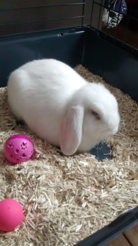 Ma lapine mange son caca