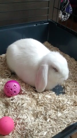 Ma lapine mange sa litière