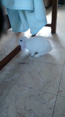 Concours de vos animaux​