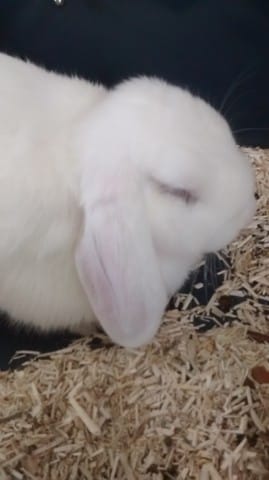 La routine avec ma lapine
