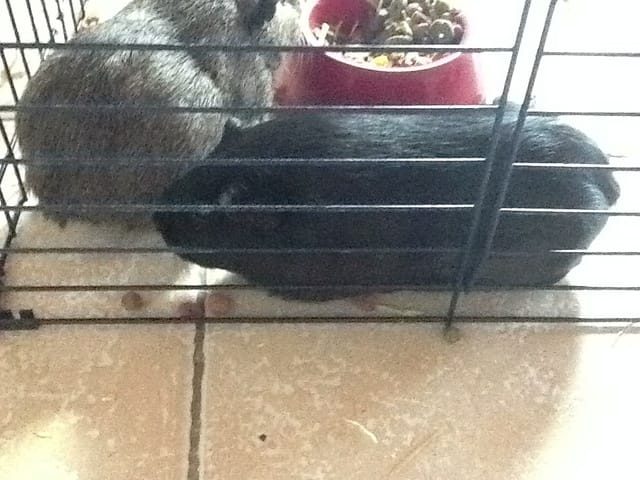 Est ce que les cochons d'inde peuvent avoir des vers ?