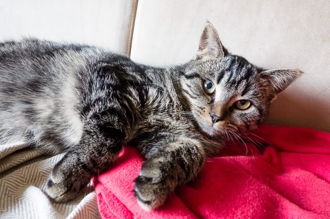 Petite chatte tigrée 6 mois abandonnée cherche nouvelles famille