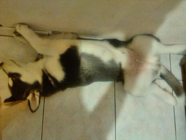 La façon de mon chien de dormir :D