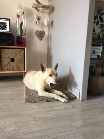 Je pense que mon chien est croisé avec un Xoloitzcuintle
