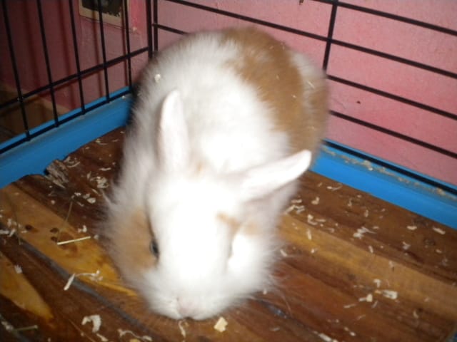  zoe lapin tete de lion 2 mois 