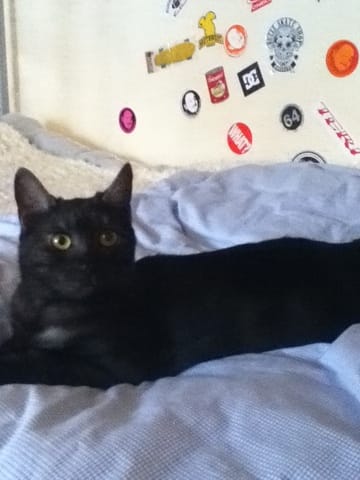 Mon chat est il un mau egyptien ?