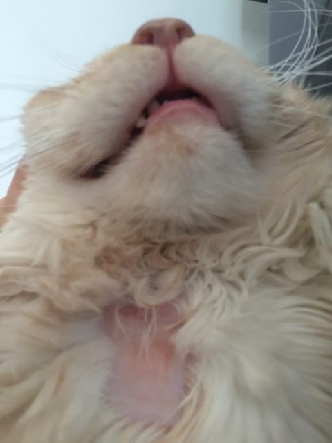 Besoin d'aide chat plaque sans poil en dessous du cou