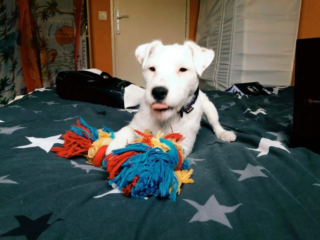 Croisement de race, le quel a votre avis ?