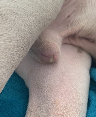 Liquide jaune sur le pénis de mon chien