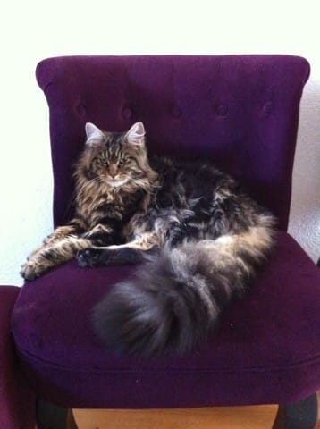 changement comportement maine coon