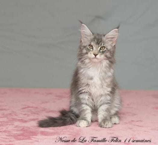 nourriture pour chaton