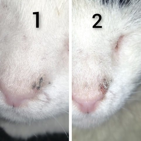 Il mio gatto ha una crosticina nera sul naso