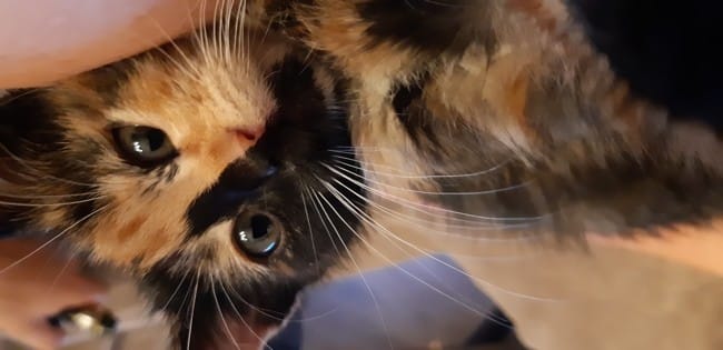 Mon chaton urine au lit quand nous sommes couché