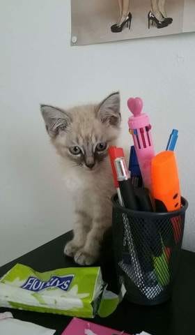 Chaton sauvage : soins & meilleur moment pour le faire sortir