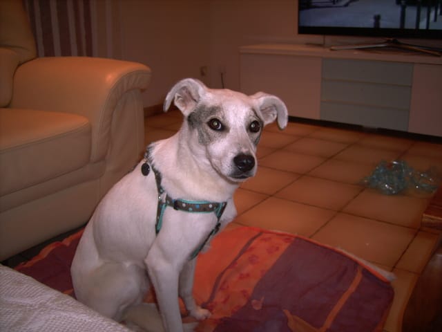 j'ai adopté un chien très craintif