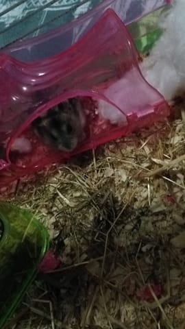 Hamster Russe / Comportement bizarre