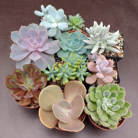 Chat et les plantes succulentes/toxique