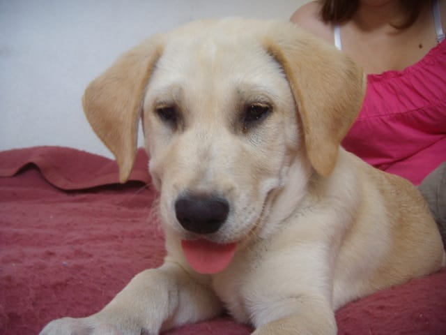 labrador croisé ?