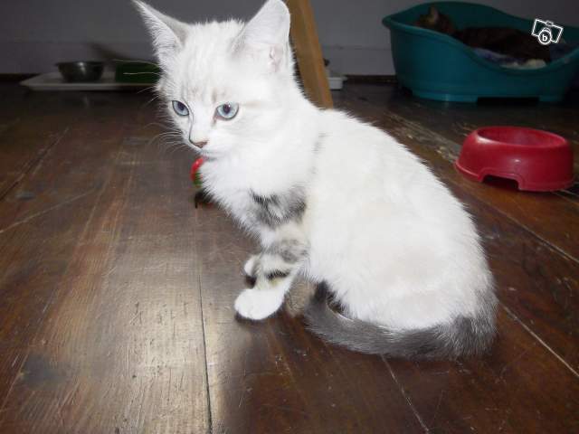 cherche chaton blanc au yeux bleu 
