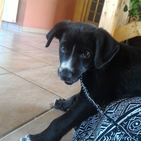 De quelles races est mon chien ? :)