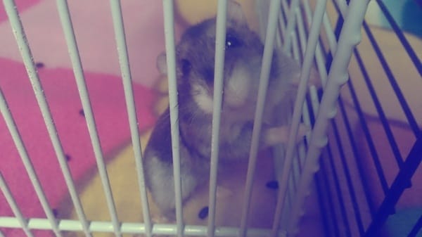 R.I.P Ma petite Crominette
