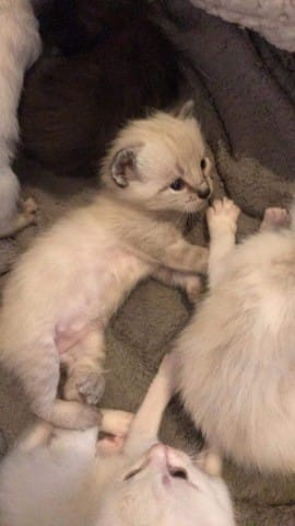 Mon chaton aura t il les poils mi-longs?