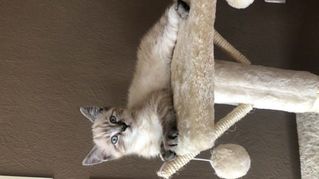 La stérilisation rends-t-elle les chats plus câlins?