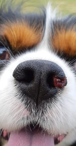 Avis truffe amoché avec photo