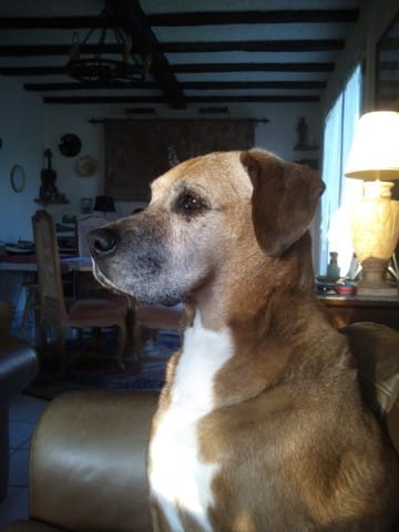 Recherche chiot femelle boxer