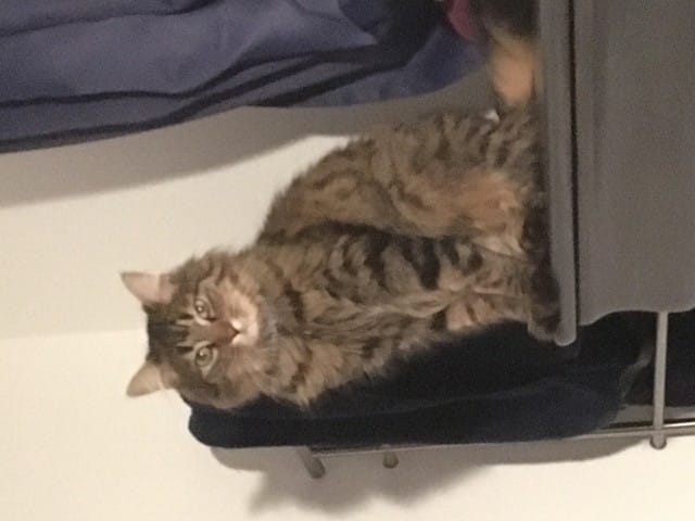 Serait il un croisé main Coon ?
