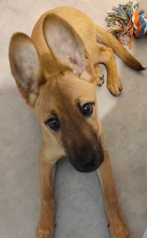 Malinois croisé *