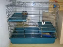 Avis cage 