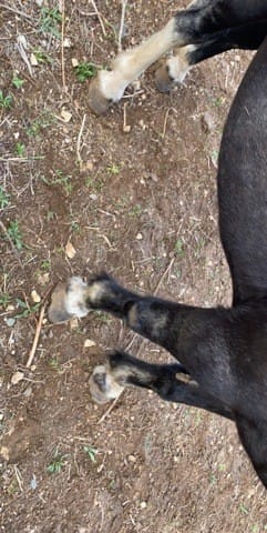 Maltraitance poneys?