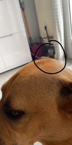 Boule sur la tête de mon loulou