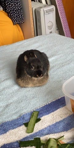 Quel nom donner à mon lapin!!!