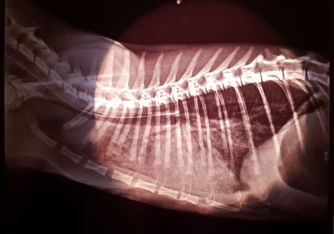 Aide comprendre la raison du deces de mon chaton en 5 jours..