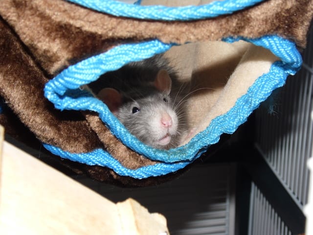 pourquoi mon rats se gratte ?