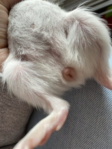le sexe de mon cochon d’Inde